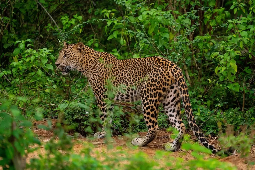 Leopard